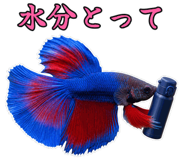 ベタの写真からつくった画像そのままのLINEスタンプ「水分とって」