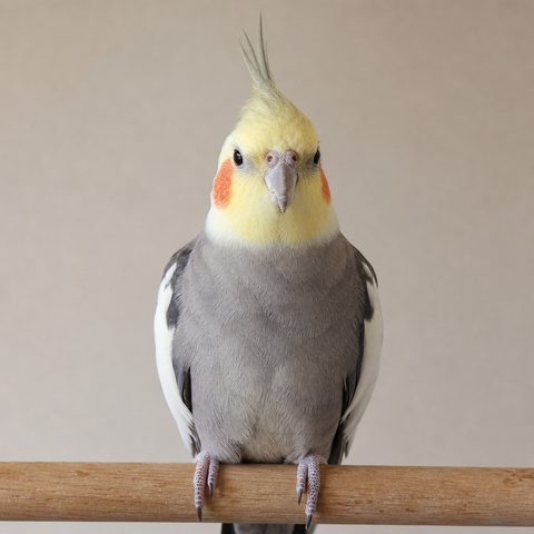 LINEスタンプの元にしたオカメインコの写真