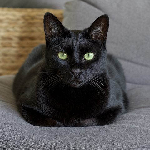 LINEスタンプの元にした黒猫の写真