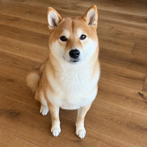 LINEスタンプの元にした柴犬の写真